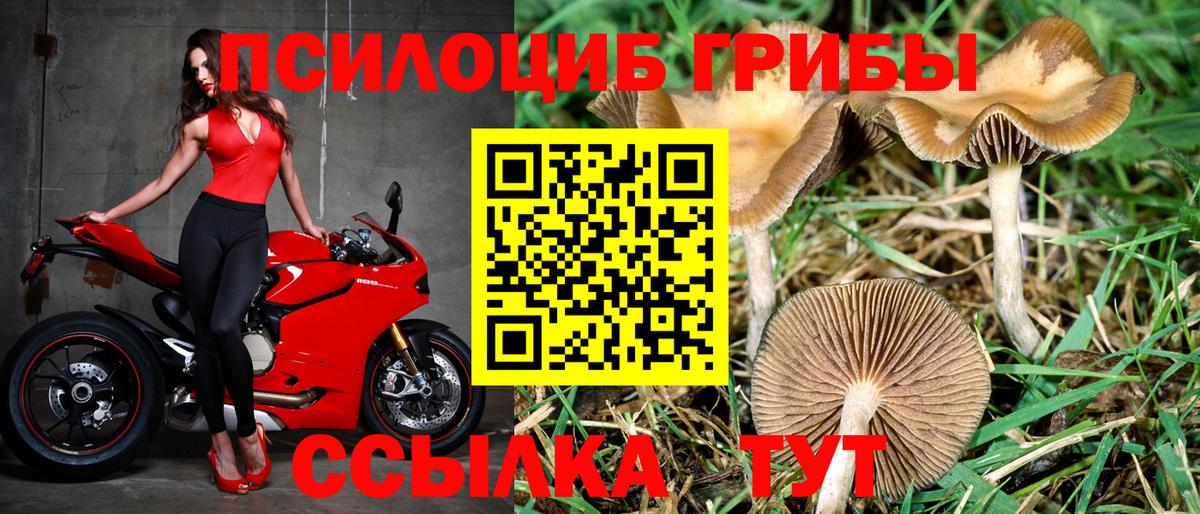 Ярославль  Галлюциногенные грибы Psilocybine cubensis  Вход с VPN 